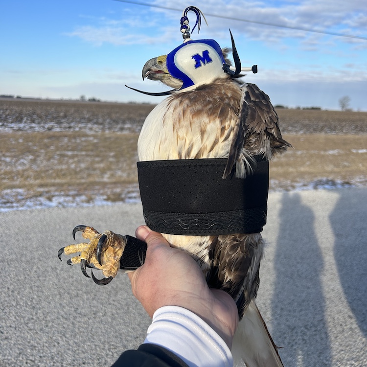 Hawk with hood on