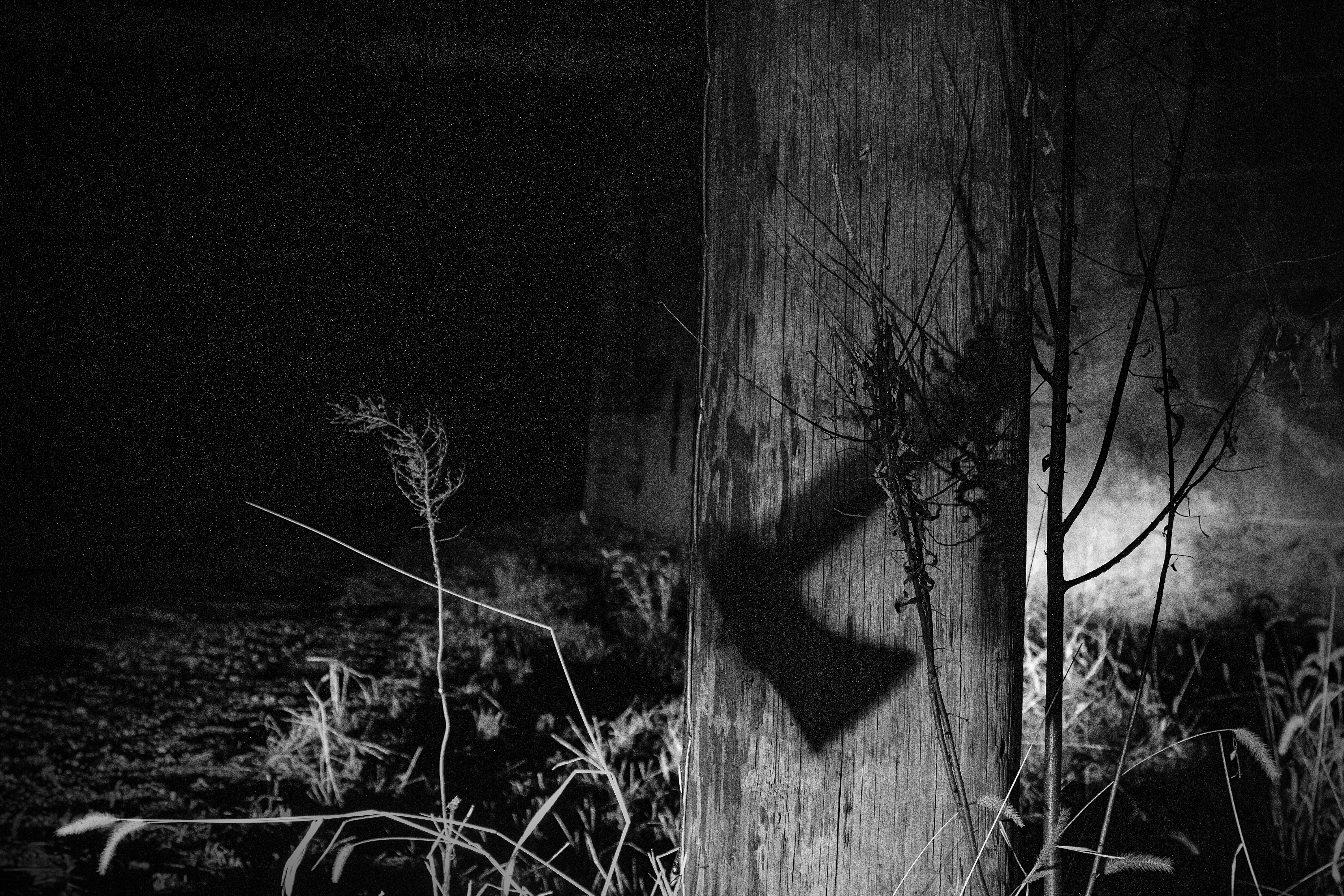 Shadows of Horror