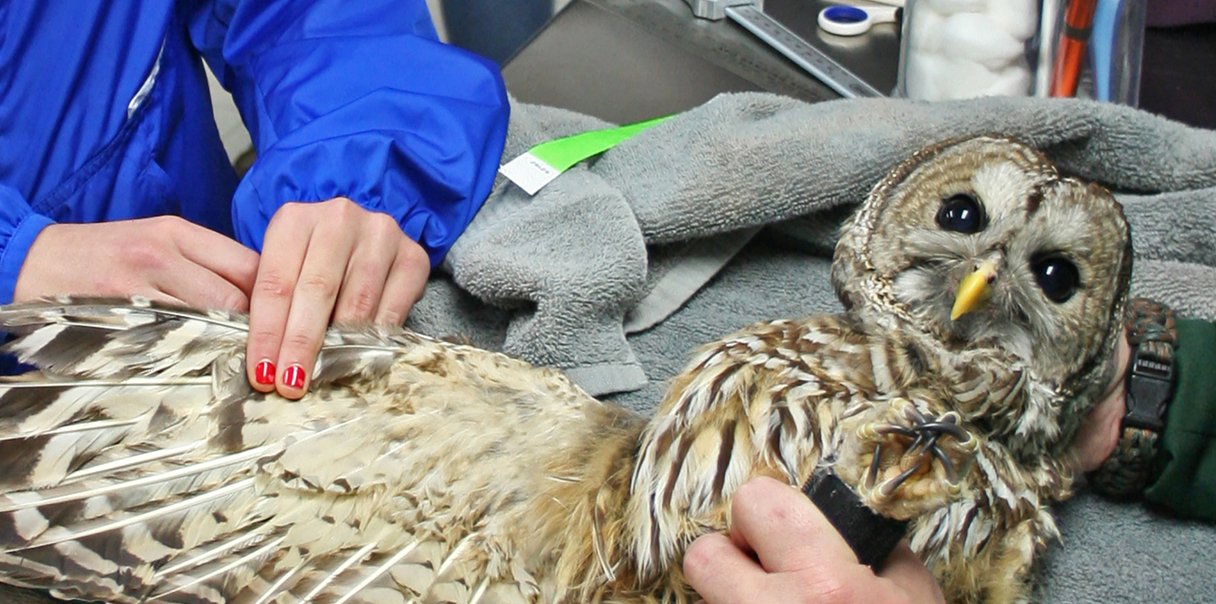 Pre-Professional Program | Millikin University