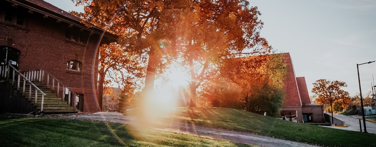 sun shining through trees on campus